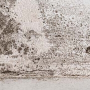 Last van zwarte schimmel in huis? Dit kan schade veroorzaken aan uw woning en gezondheid. Kruipruimte Ventilatie Specialist helpt!