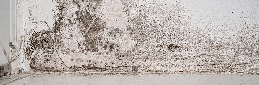 Last van zwarte schimmel in huis? Dit kan schade veroorzaken aan uw woning en gezondheid. Kruipruimte Ventilatie Specialist helpt!