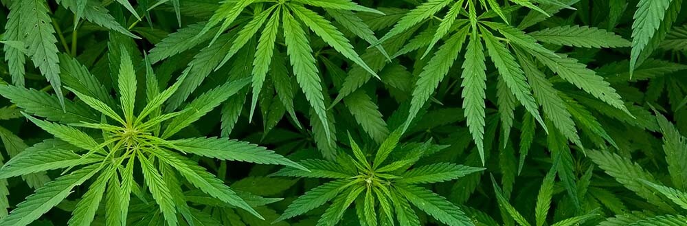 Heeft u last van een onverklaarbare wietgeur in huis? Mogelijk zijn vochtproblemen in de kruipruimte de boosdoener. Kruipruimte ventilatie specialist kan u helpen.