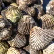 schelpisolatie kruipruimte