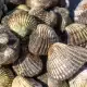 schelpisolatie kruipruimte