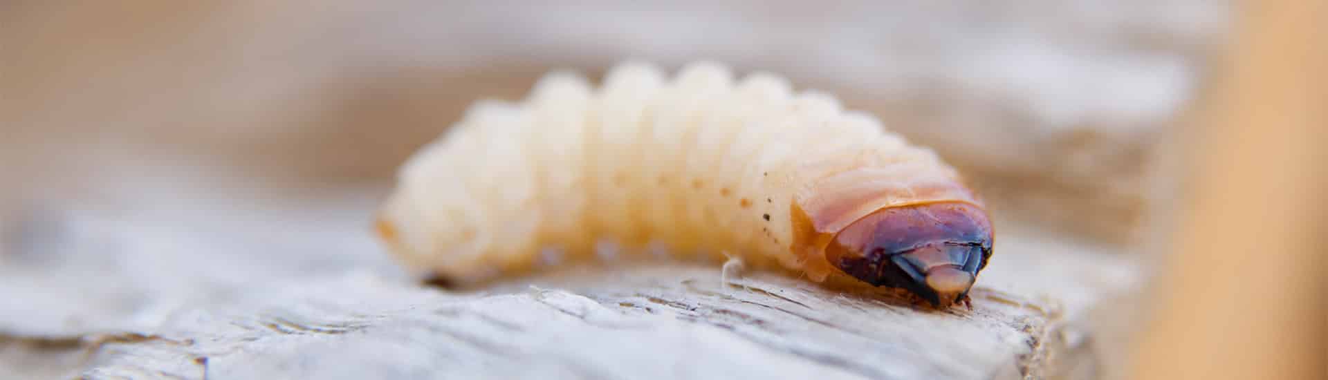 houtworm in huis kruipruimte ventilatie specialist