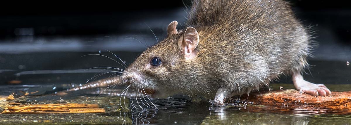 Ratten in kruipruimte door vochtprobleem
