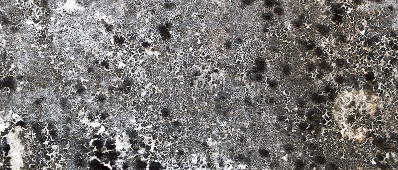 zwarte-schimmel-onder-vloer-kruipruimte-ventilatie-specialist Zwarte schimmel onder vloer